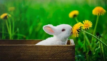 莱万、鲁梅尼格获都体最佳 前者庆幸当初错过意甲